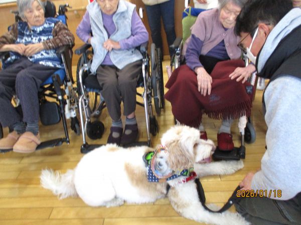 ハンドラーの指示待ち! ハンドラーの指示待ち!